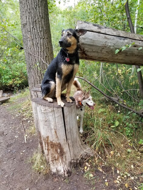 Foto cane sul tronco dell'albero