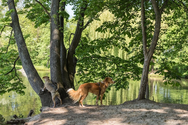 Photo dog on tree trunk