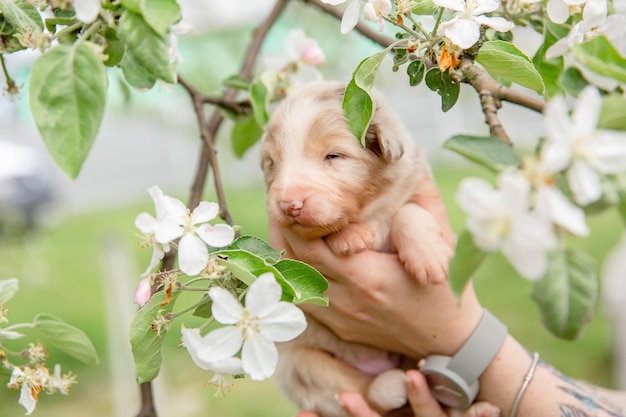 A dog in a tree with a human hand holding it