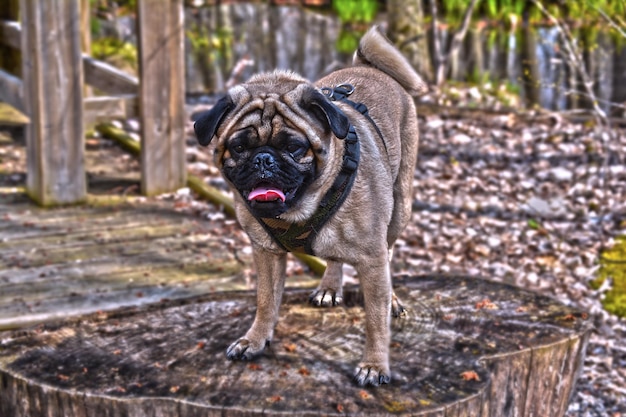 Photo dog on tree