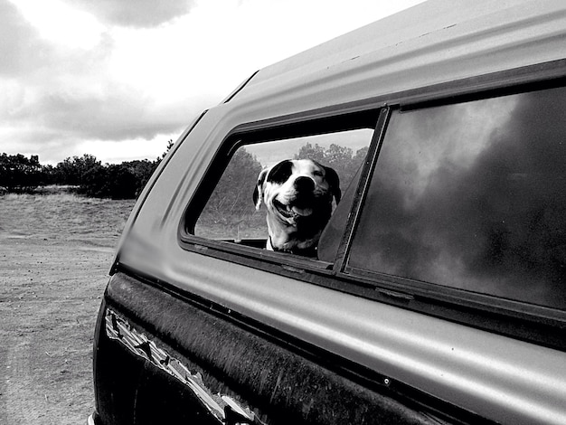 Photo dog in trunk on field