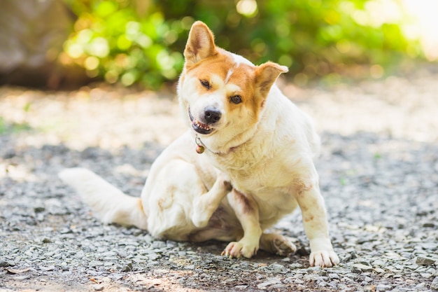 a dog try to scratching its skin