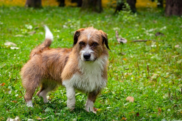 A dog of an unknown breed sits on the grass. Close-up..