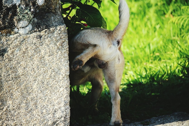 写真 犬が壁に尿をしている