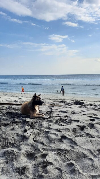 Photo dog on vacation