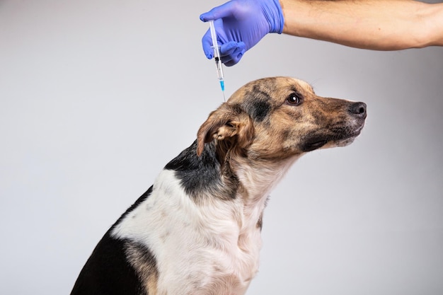 Vaccinazione del cane con una siringa su sfondo grigio