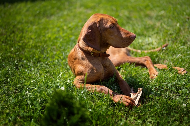비즐라 품종의 개가 풀밭에 누워 있다 redhaired 개가 자연에 누워 있다