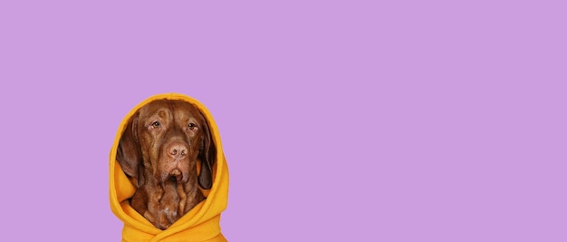 Photo dog vyzsla in an orange hood on a lilac background copy space