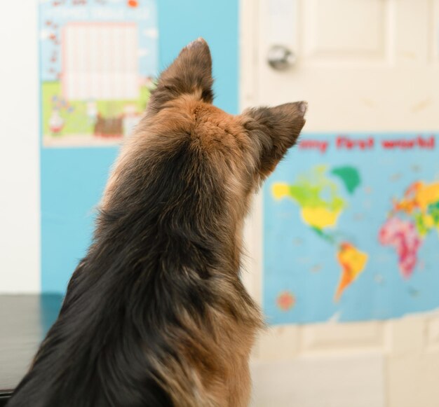 Dog wait owner looking door