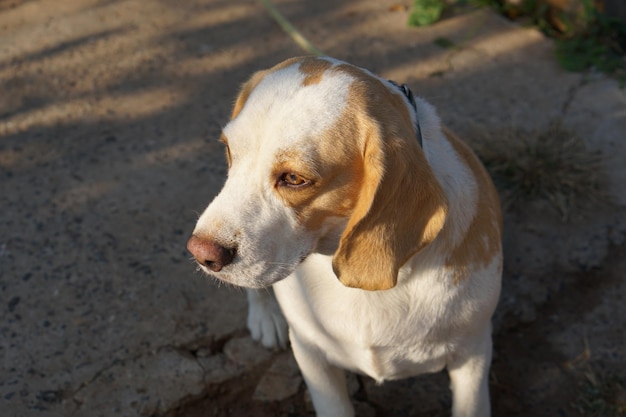 Dog waited for the owner in front of the house