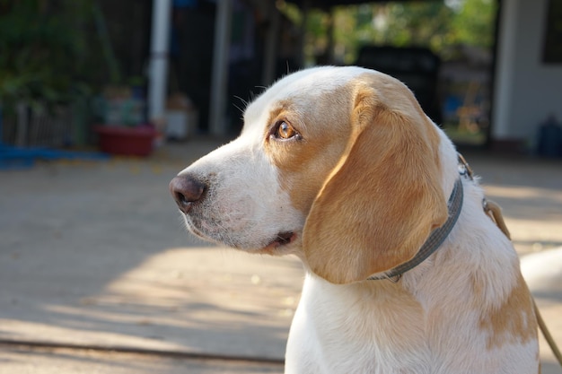 Dog waited for the owner in front of the house