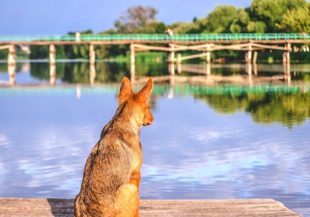 Dog waiting dock