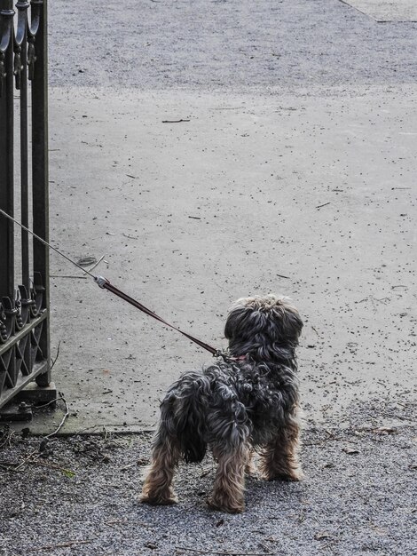 Foto cane in attesa