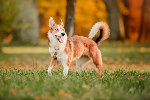 散歩中の犬 秋の公園 紅葉