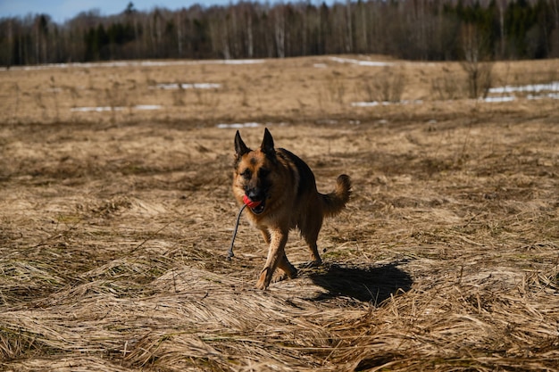 Dog on walk is full of strength and energy Warm sunny day and good weather for games German Shepherd dog runs around field with dry grass and holds orange ball on rope with teeth