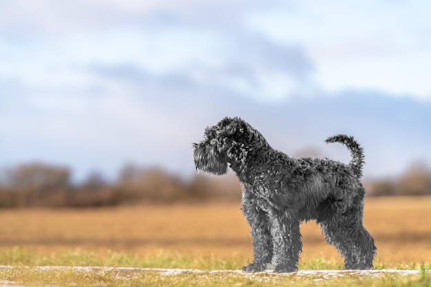 自然の中を散歩している犬の小さな黒いシュナウザー