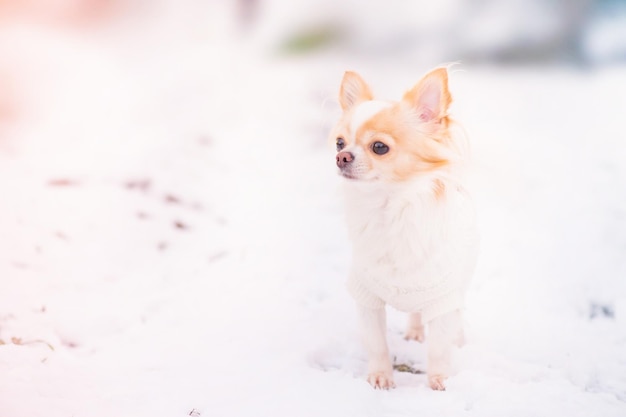 A dog on a walk in winter A chihuahua in a white sweater stands in the snow