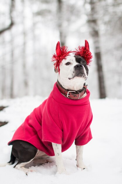 dog on a walk in winter