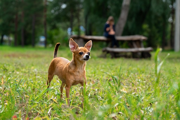 歩く犬