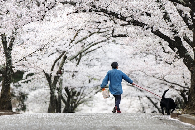 Фото Собачник на cherry blossom path в прекрасном саду весной, мацумото