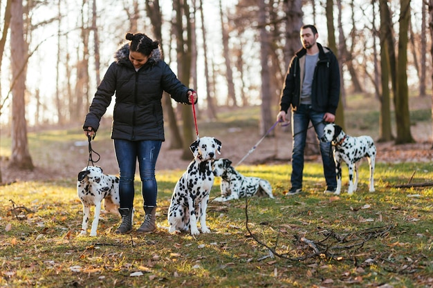 公園で楽しんでいるダルメシアン犬と犬の歩行者。