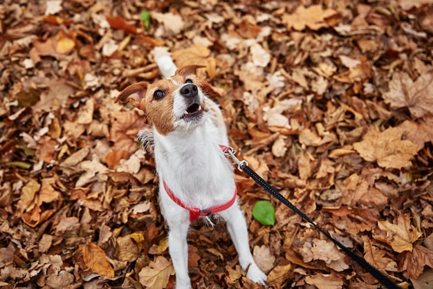 秋の公園を歩く犬