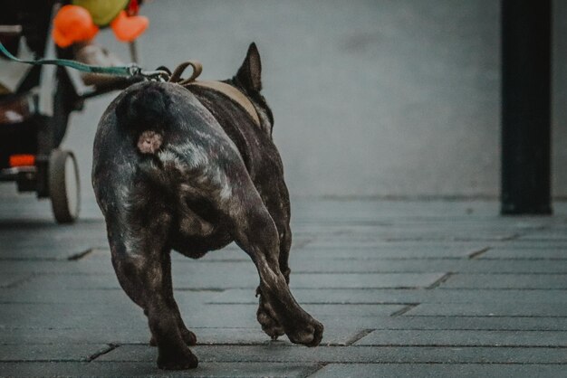 写真 歩道を歩いている犬