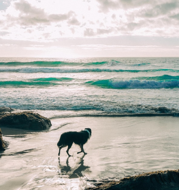 Foto cane che cammina sulla spiaggia vicino al mare