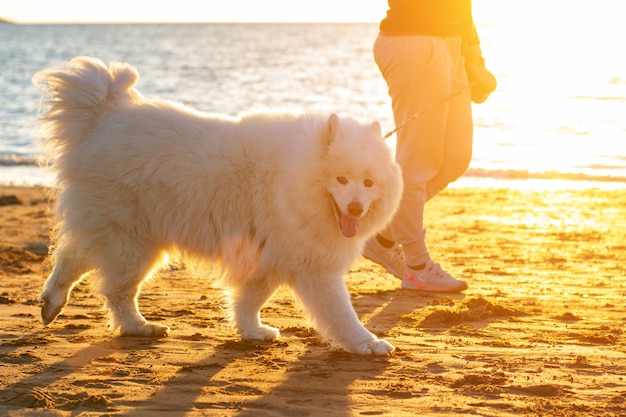 夕暮れ時のビーチを歩いている犬