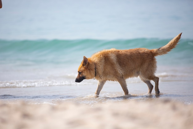 dog walking on the beach with breaking wave in the background