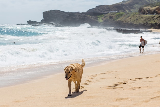 Собака гуляет на пляже
