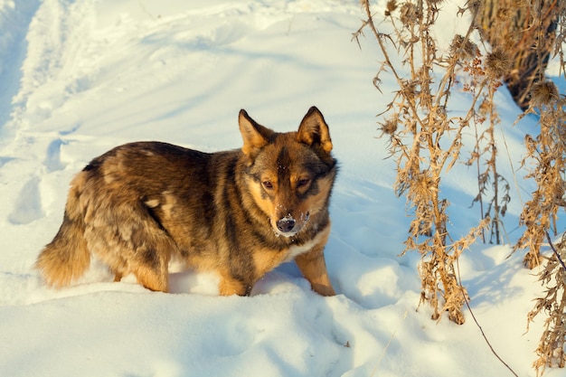 Dog walking on the field cowered with snow