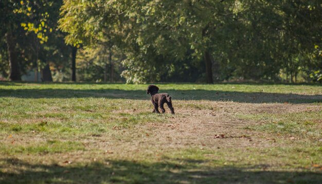 Photo dog walking on field