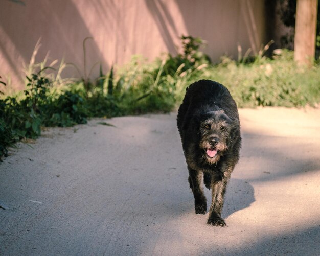 Photo dog walking on footpath by road