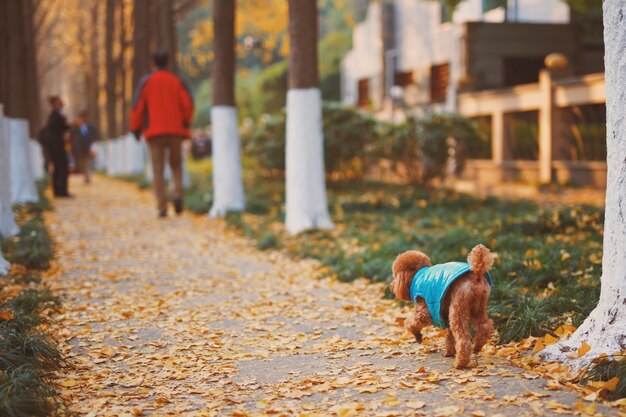 Photo dog walking on footpath