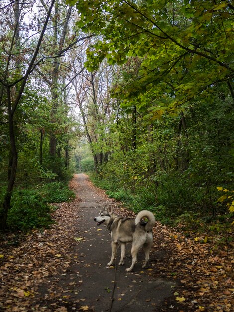 Foto cane che cammina nella foresta