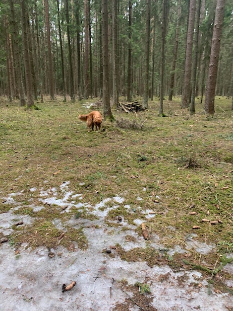 dog walking in the forest