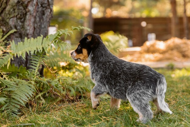 Foto un cane che cammina nell'erba