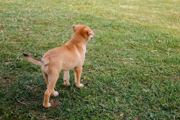 Dog walking on the grass