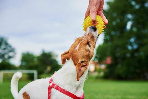 Dog walking on green grass playing with ball