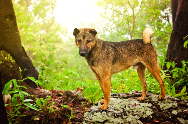 犬、山を歩く