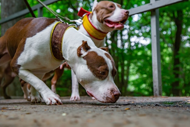 Dog walking in park in collars on leashes