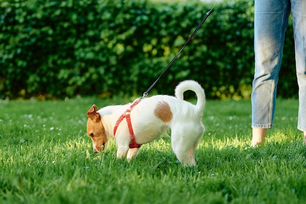 飼い主と一緒に公園を散歩する犬