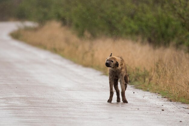 Dog walking on road