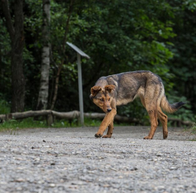 Photo dog walking on road