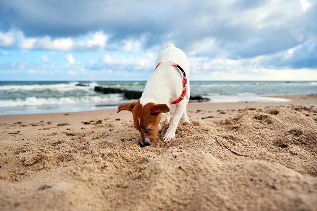 Собака гуляет по песчаному морскому пляжу в летний день