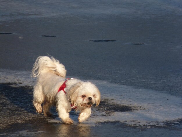 Foto cane che cammina sulla riva della spiaggia