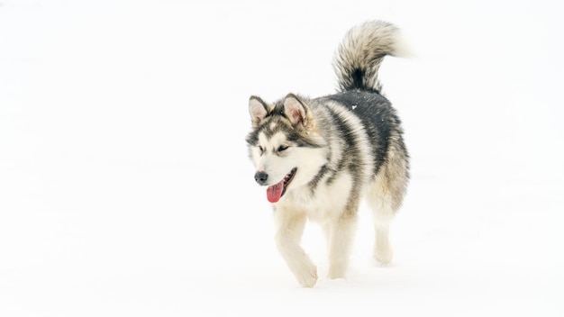 雪で覆われた畑を歩く犬
