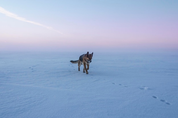 夕暮れの雪の上を歩く犬