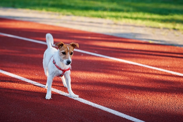 スタジアムのトラックを歩く犬